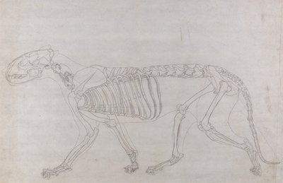 Vergleichende anatomische Darstellung der Struktur des menschlichen Körpers mit der eines Tigers und einer Kuh von George Stubbs